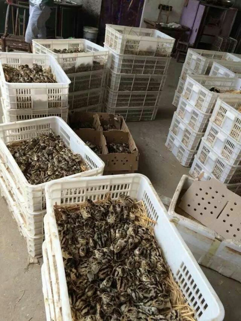 野生鸡苗1斤以下