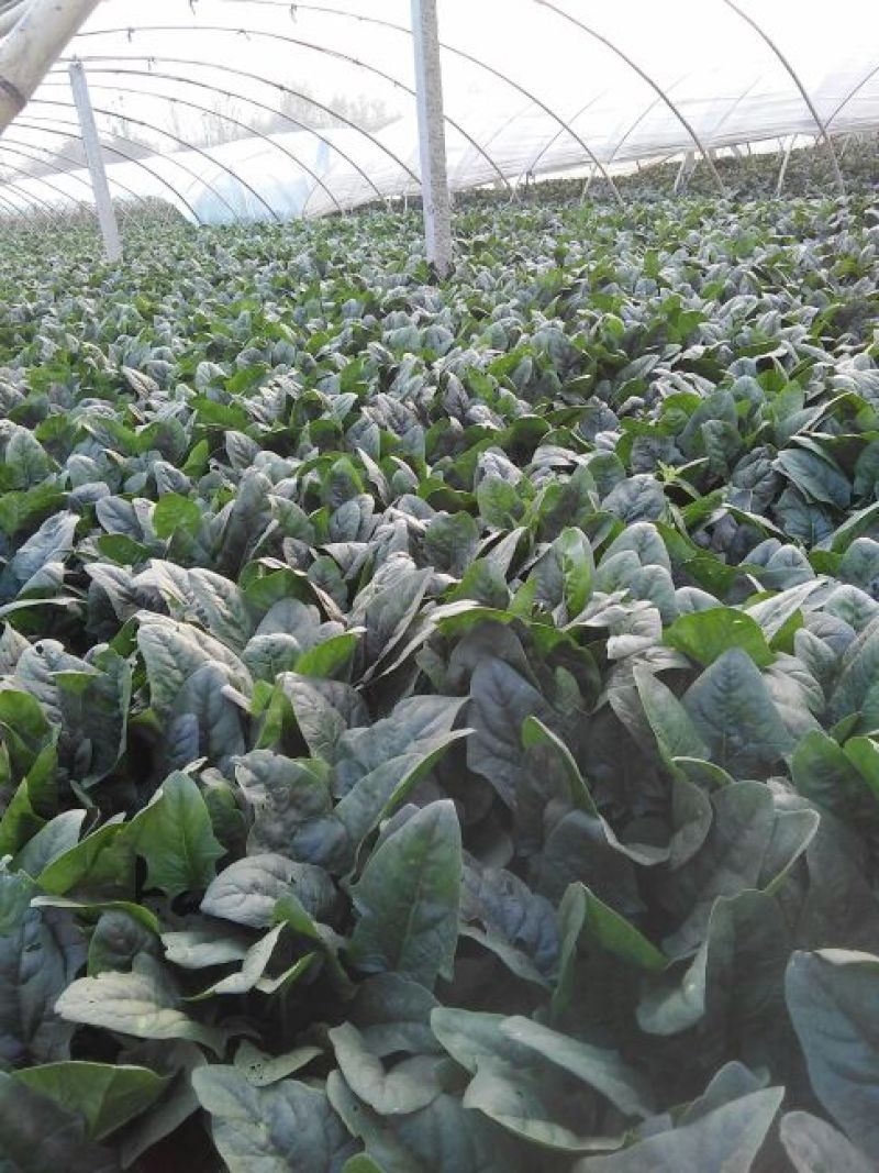 越冬菠菜25~30厘米