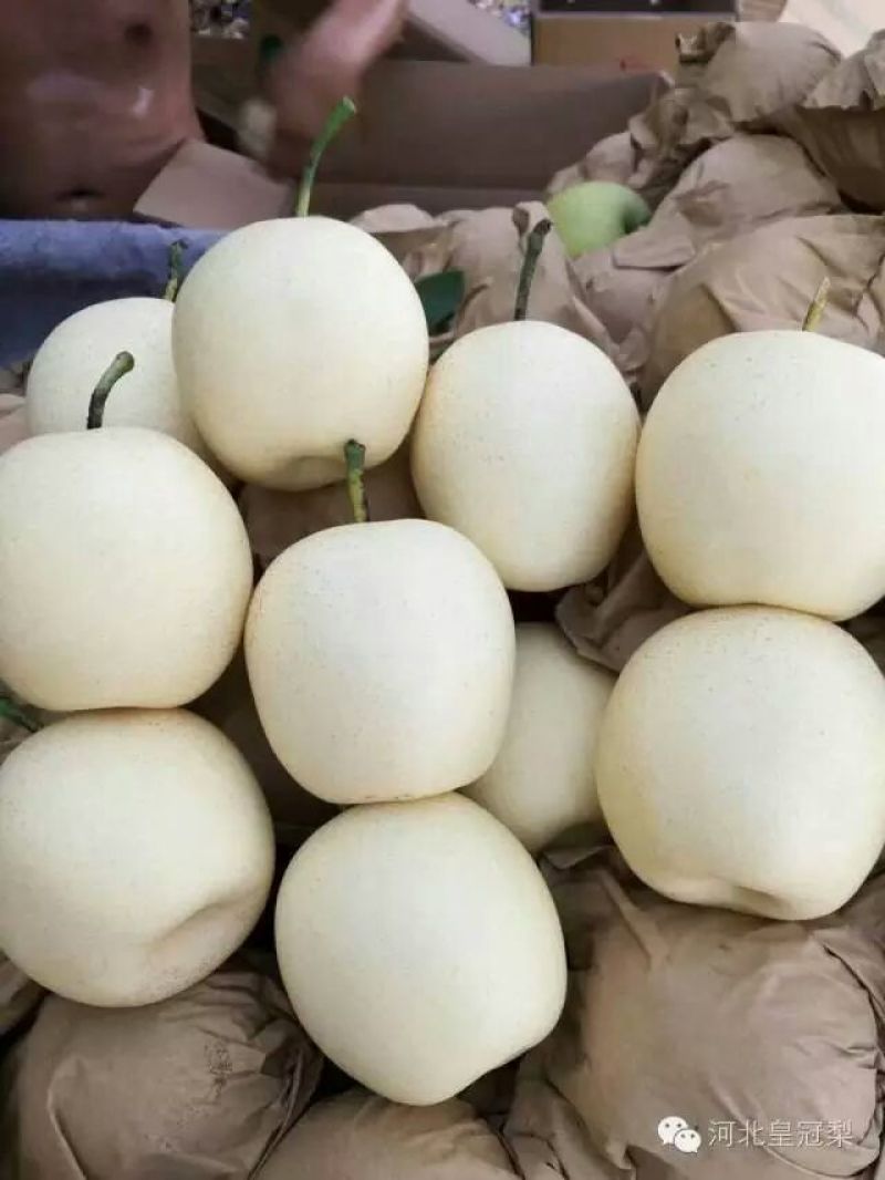 雪花梨600g以上纸箱