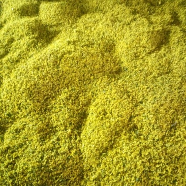 野菊花颗粒