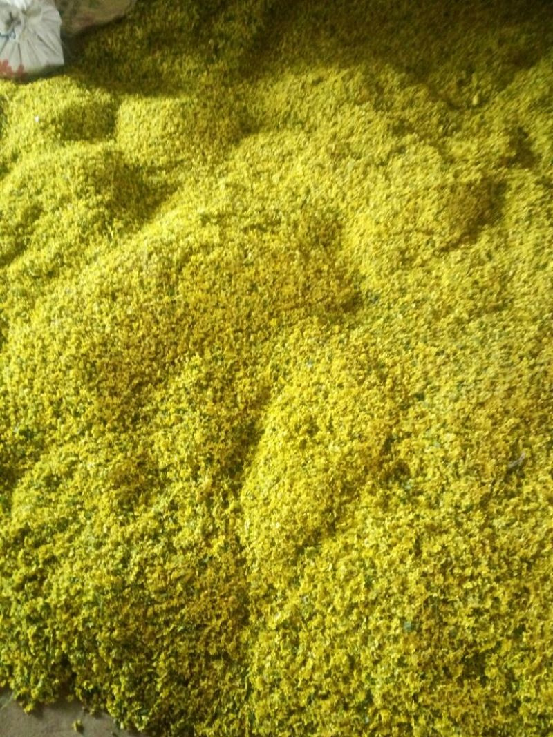 野菊花颗粒