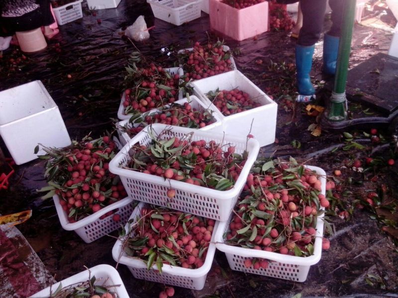 白糖罂荔枝直径2.5cm以上