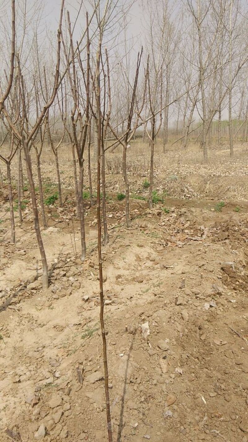黄山栾树4~6cm6~8cm8~10cm10~12c