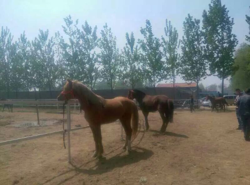 肉马骑乘马