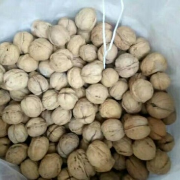 薄皮核桃去皮干