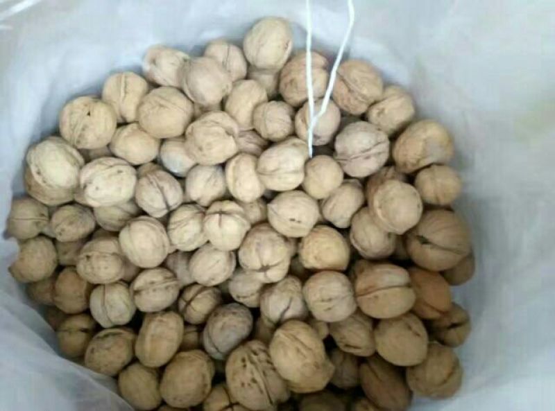 薄皮核桃去皮干