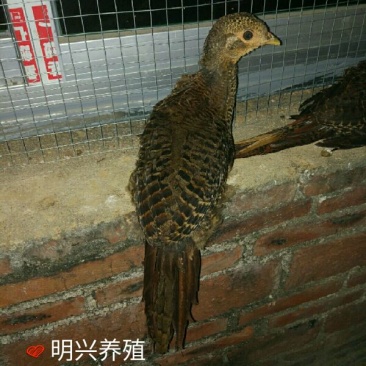 白腹锦鸡苗1斤以上