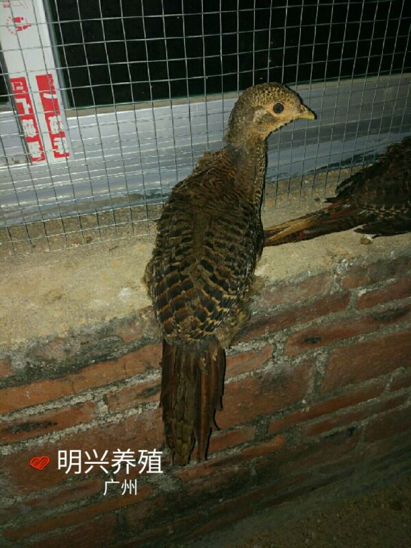 白腹锦鸡苗1斤以上