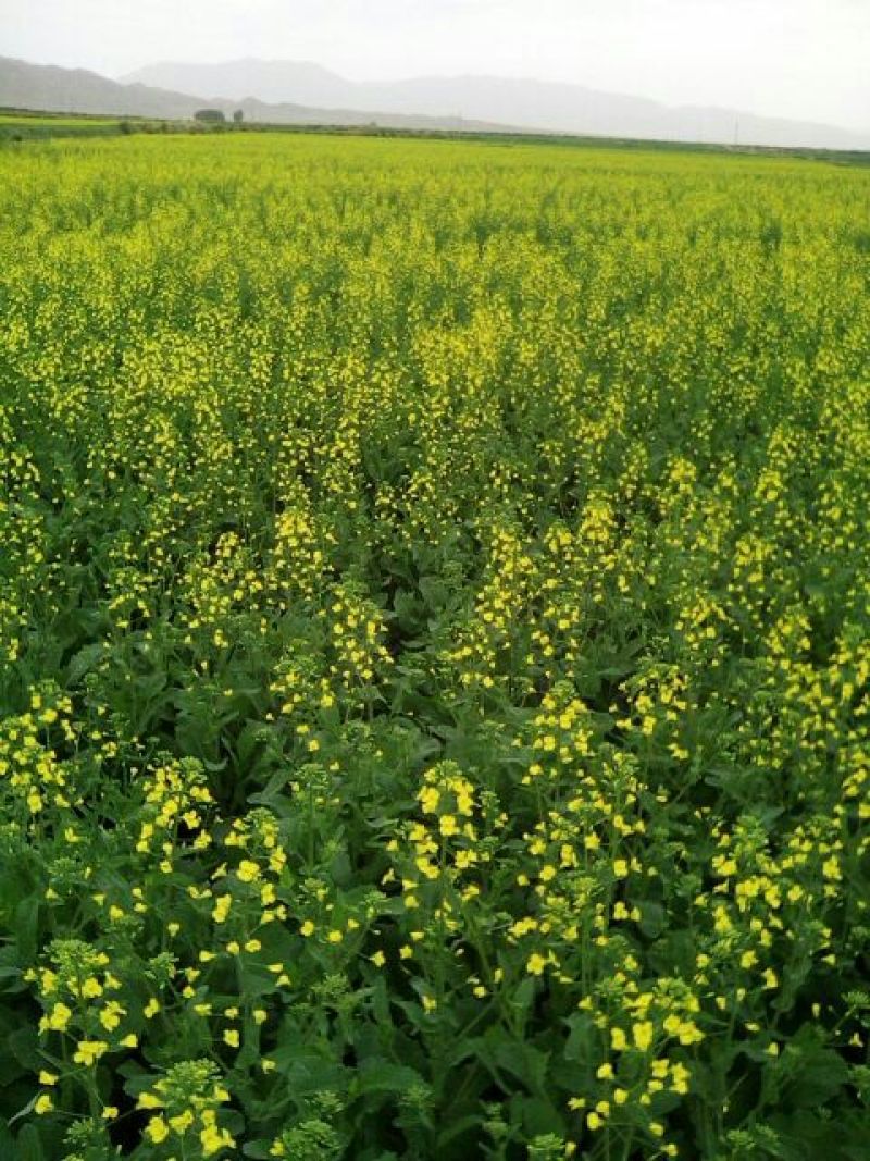 油菜籽1