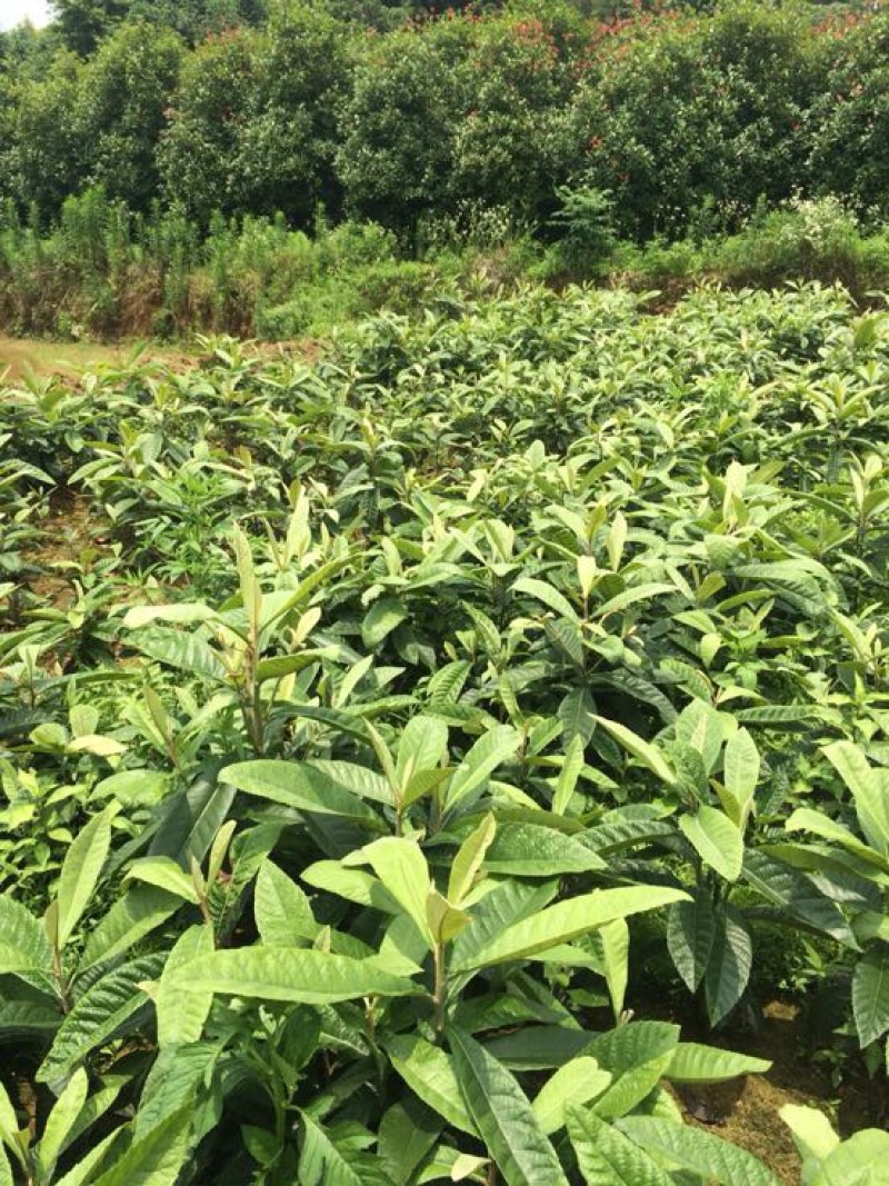 枇杷树