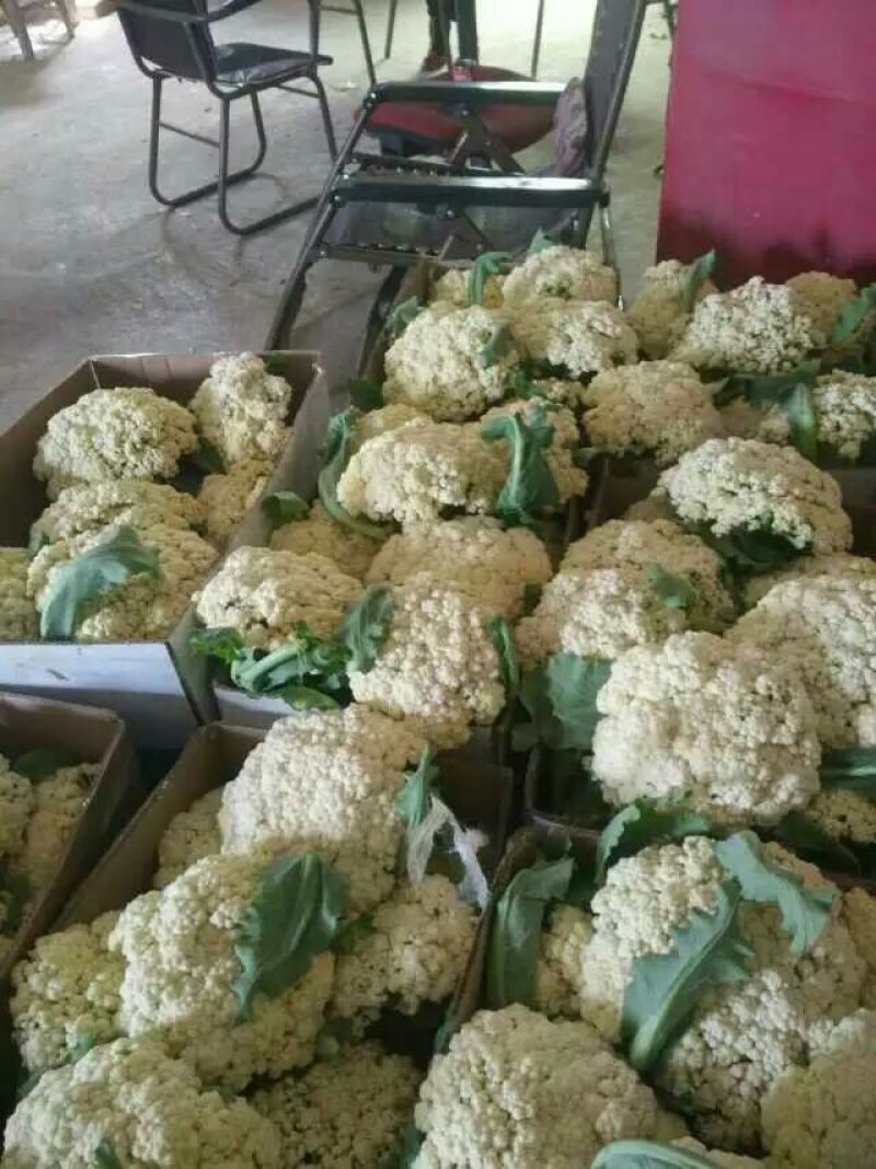 散花菜