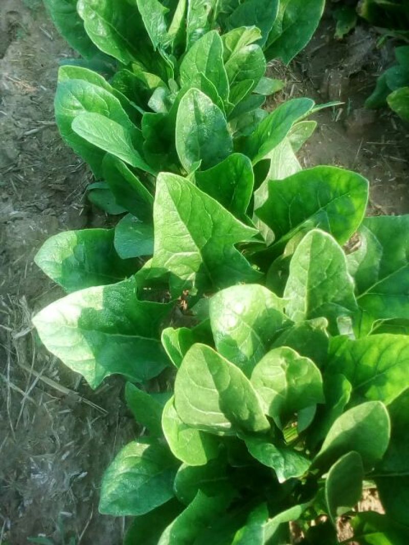 大叶菠菜10~15厘米