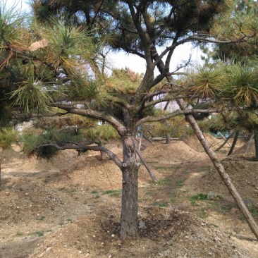 黑松18~20cm16~18cm3.5~4米