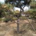 黑松18~20cm16~18cm3.5~4米