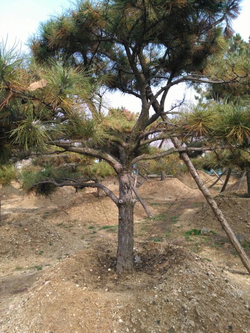 黑松18~20cm16~18cm3.5~4米