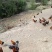 黑鸡6~9月