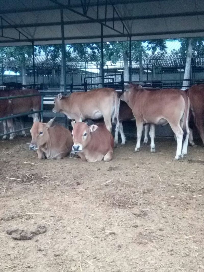 鲁西黄牛100~200kg