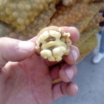 青皮核桃30mm以上去皮