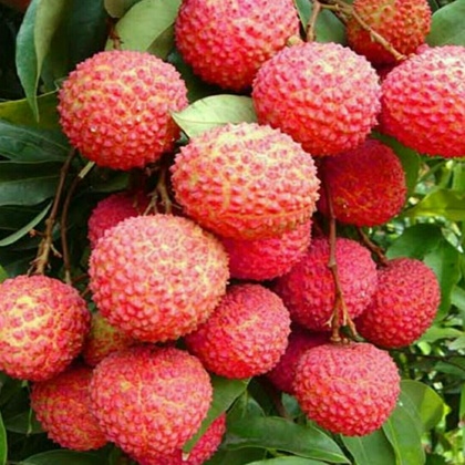 桂味荔枝广东广州从化区_批发_供应-一亩田农