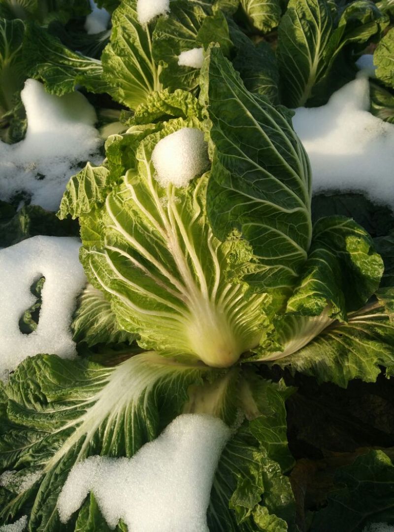 白花菜散装