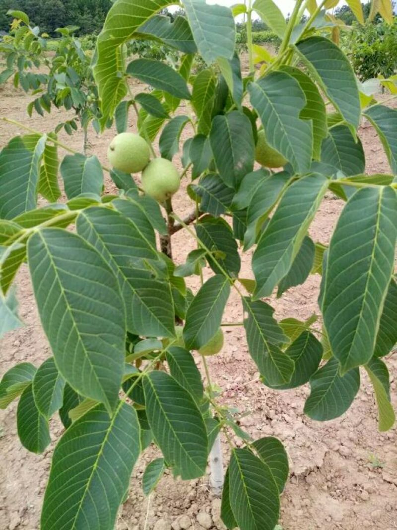 辽核1号核桃苗50~100cm二年苗