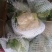 白花菜花1斤紧密乳白