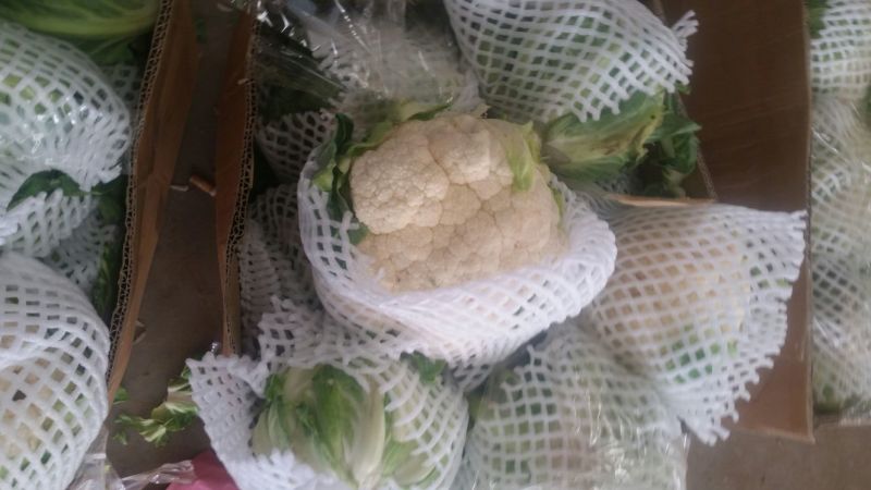 白花菜花1斤紧密乳白