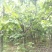梨树10~12cm