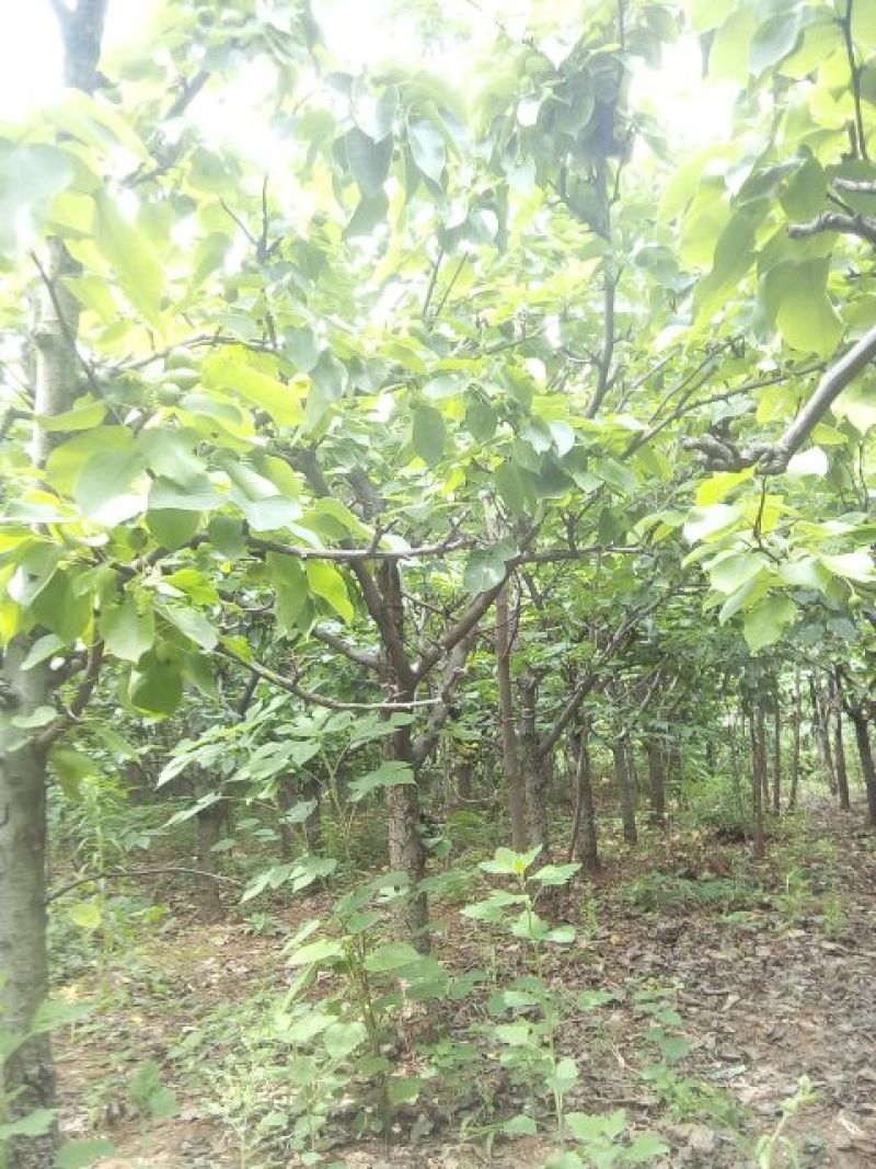 梨树10~12cm
