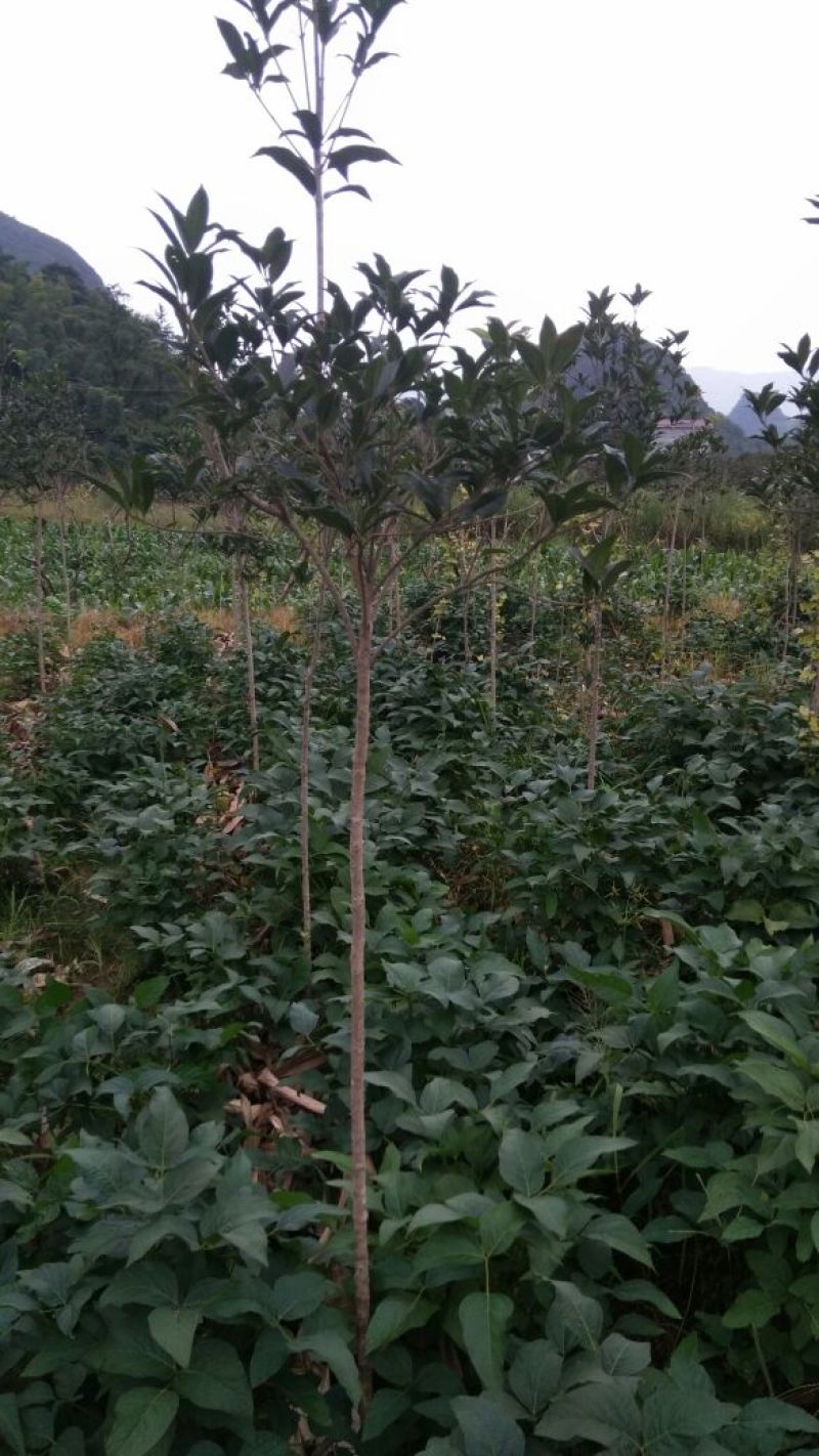 桂花苗120cm以上