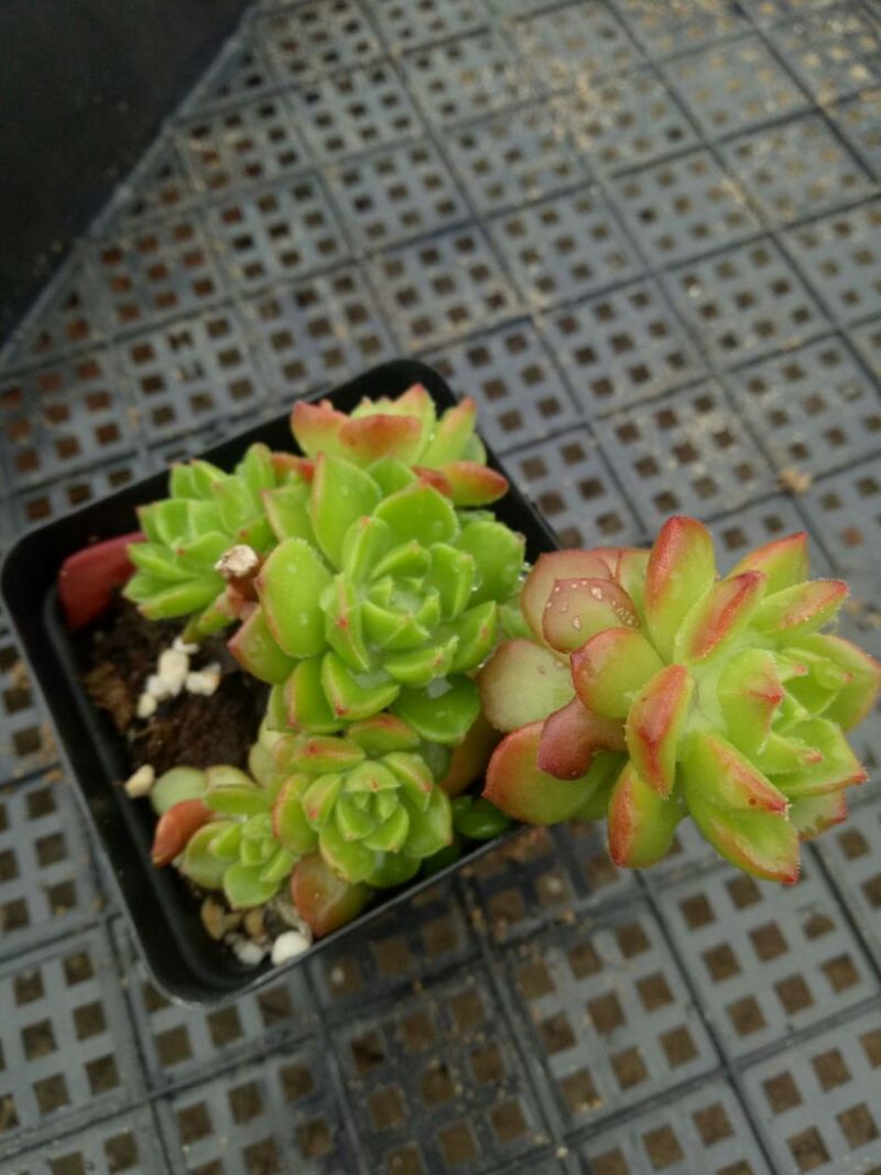 多肉植物不含盆