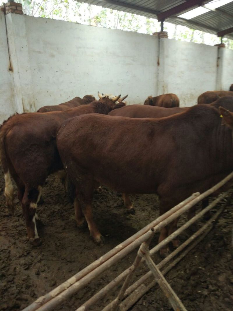 肉牛出肉率高，免费送货到家，1000--1500斤的