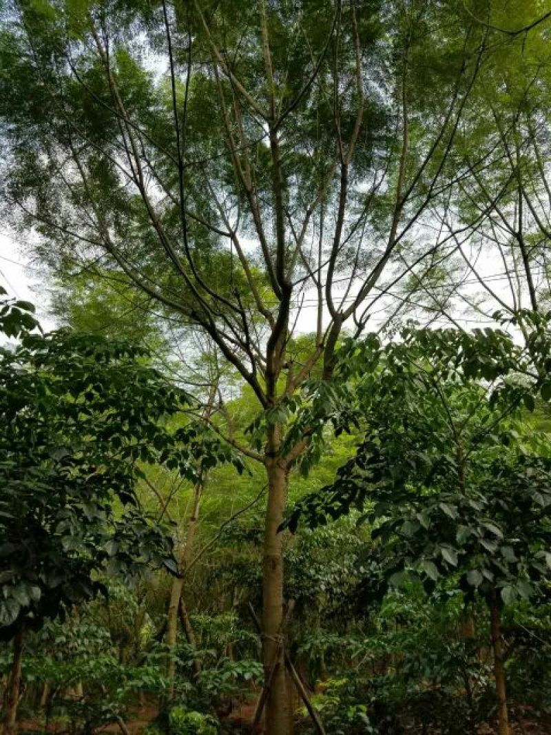 蓝花楹5~8m