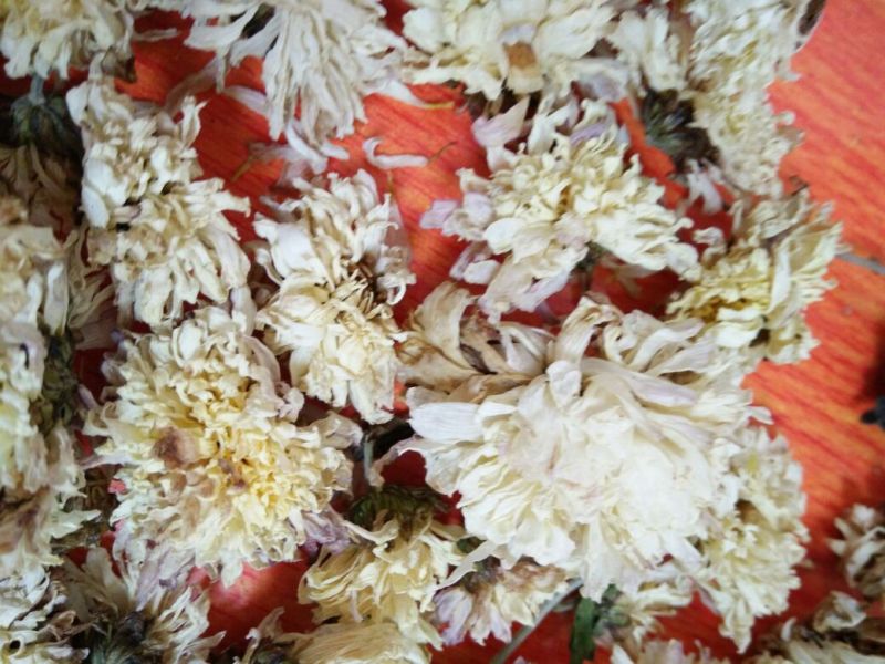 白菊花茶
