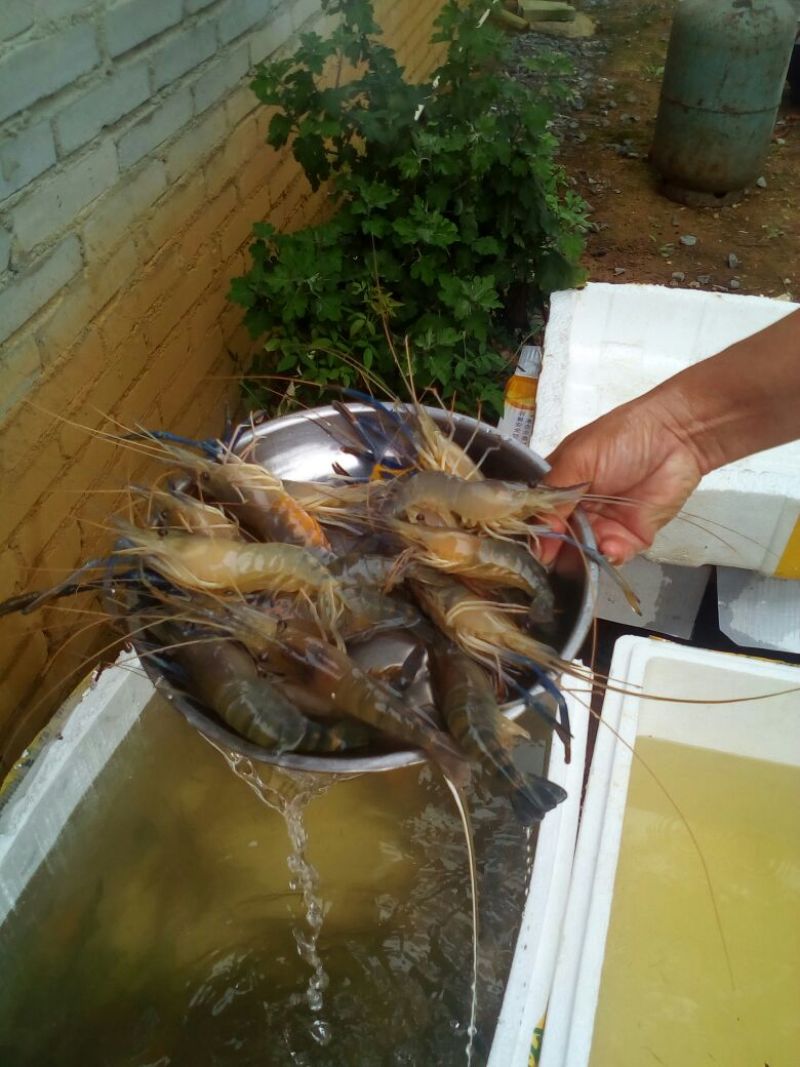 沼虾