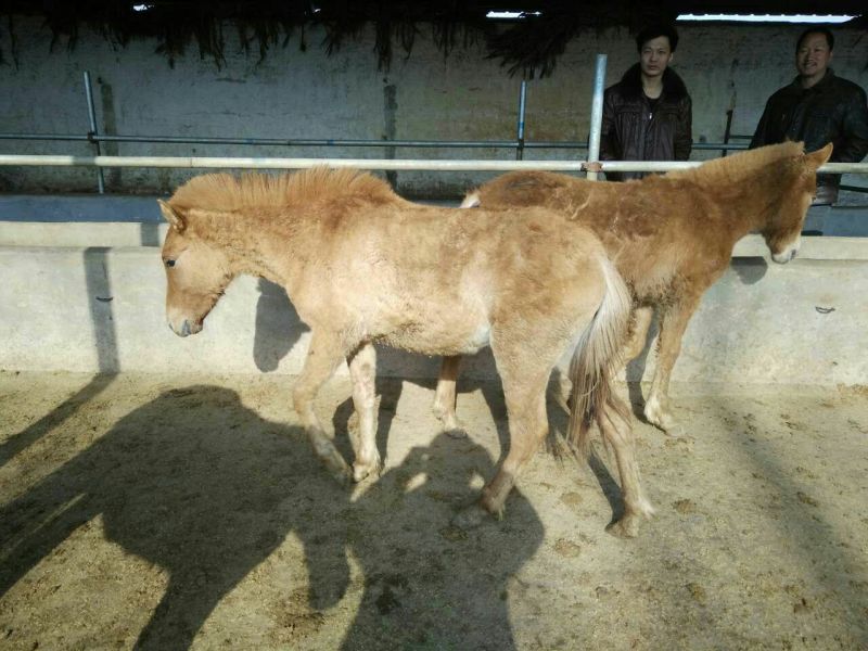 肉马