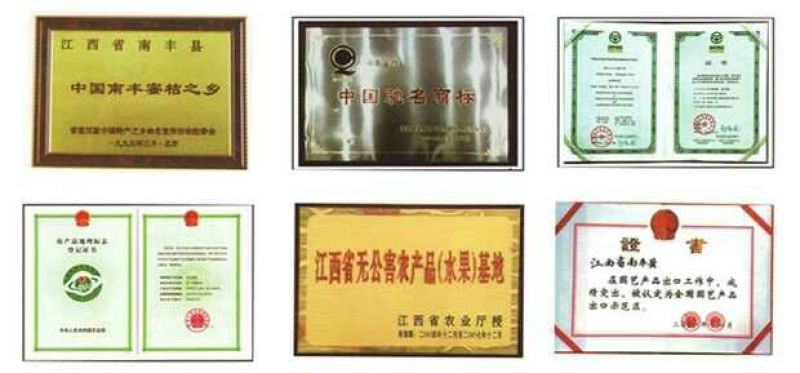 大量供应南丰蜜橘带叶果，光头果，通货，0.4元-0.8元