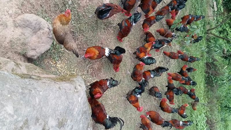 土鸡蛋食用50g以下