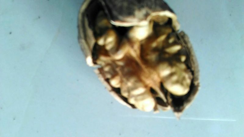 绵核桃30mm以上去皮干