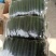 【精品】沂南油亮密刺黄瓜鲜干花带刺25~45公分产地直供