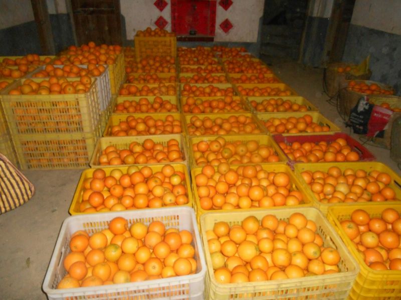 新宁脐橙优质脐橙基地