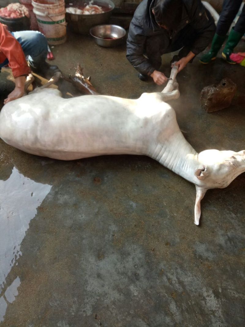 驴肉鲜货