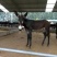 德州驴苗300斤