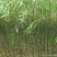 竹柳苗可视频看货选货一亩田线上交易下单购买包邮发货