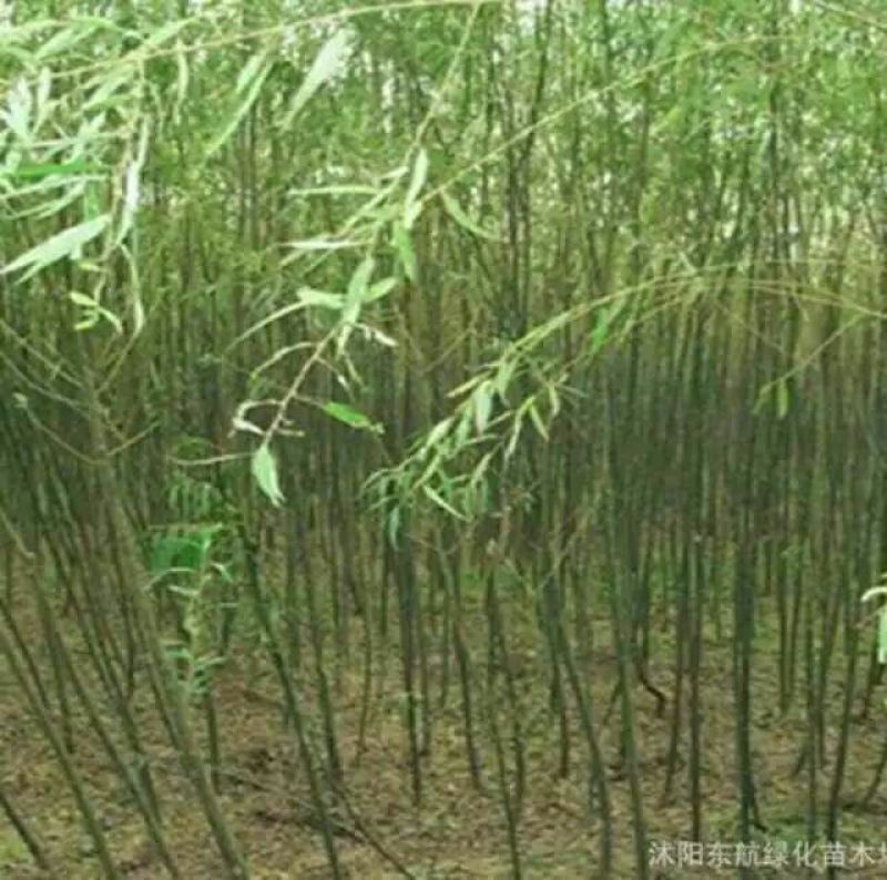 竹柳苗可视频看货选货一亩田线上交易下单购买包邮发货