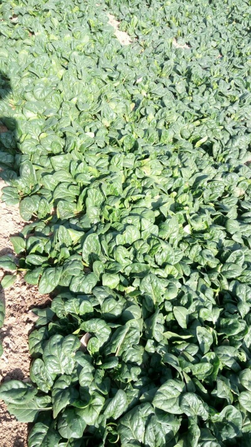 黑叶菠菜15~20厘米