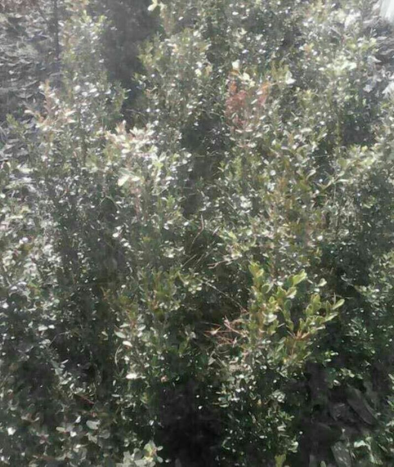黄杨苗40~50cm