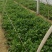 越冬菠菜15~20厘米