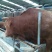 鲁西黄牛犊100~200kg