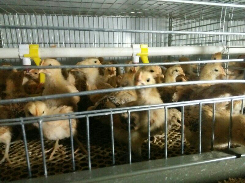 土鸡苗1斤以下